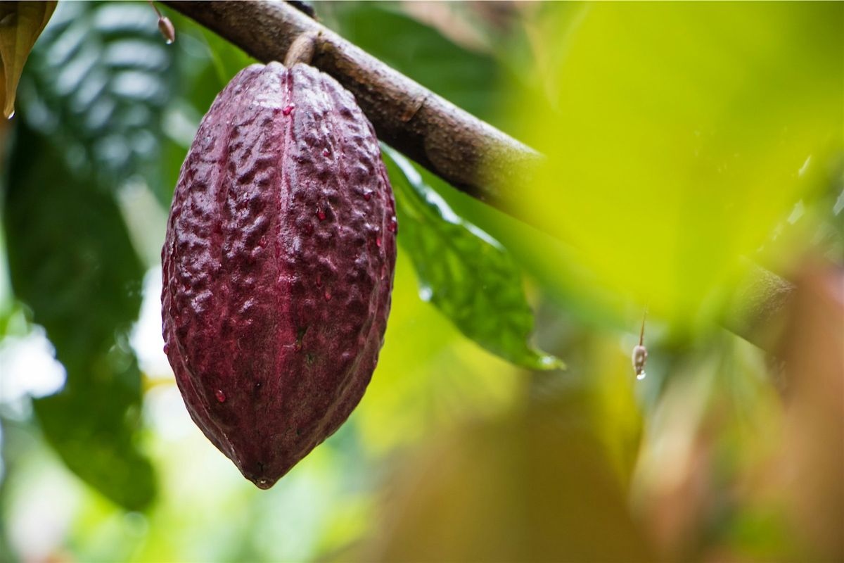 New Moon Cacao Ceremony | Event in Newnan | AllEvents