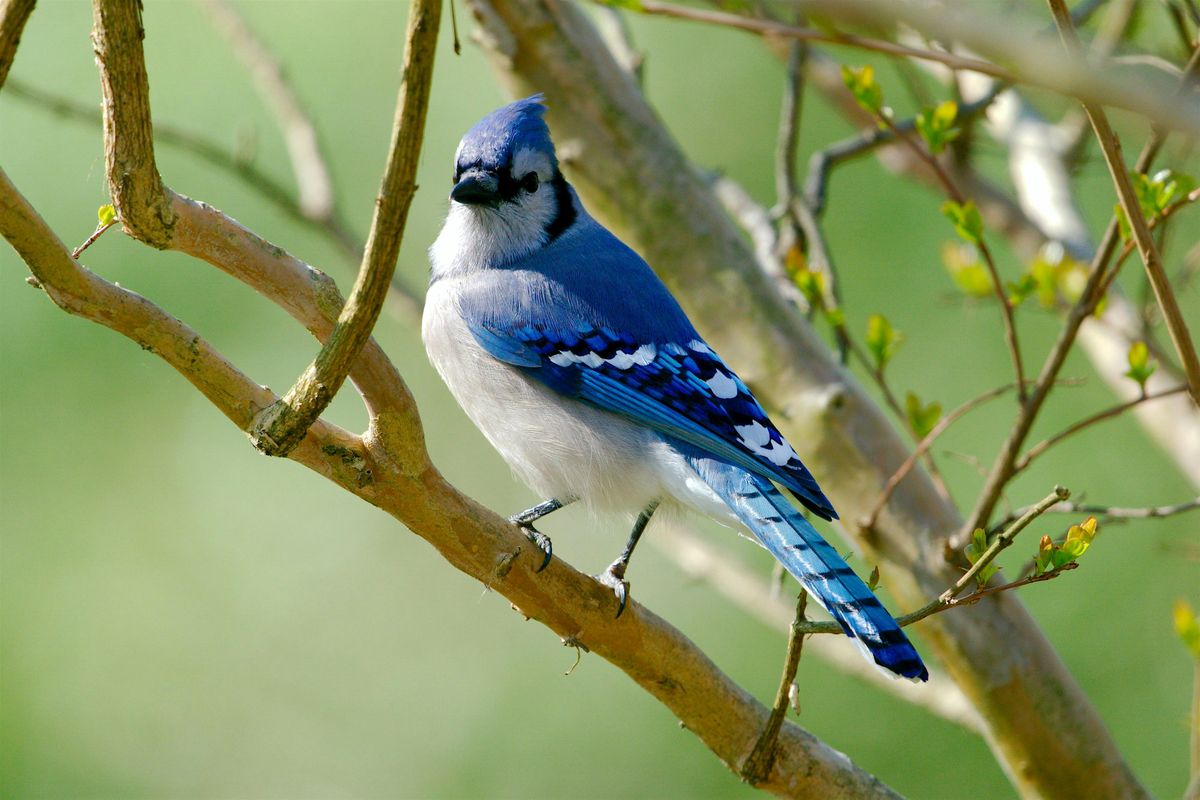 Birding at Burden August 2025, 16 August | Event in Baton Rouge | AllEvents