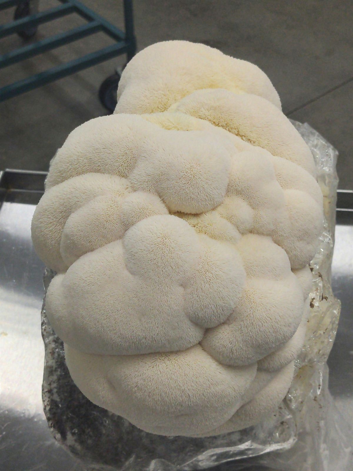 Mushroom Cultivation: Make your own Grow Kit, 21 October | Event in Long Island City | AllEvents