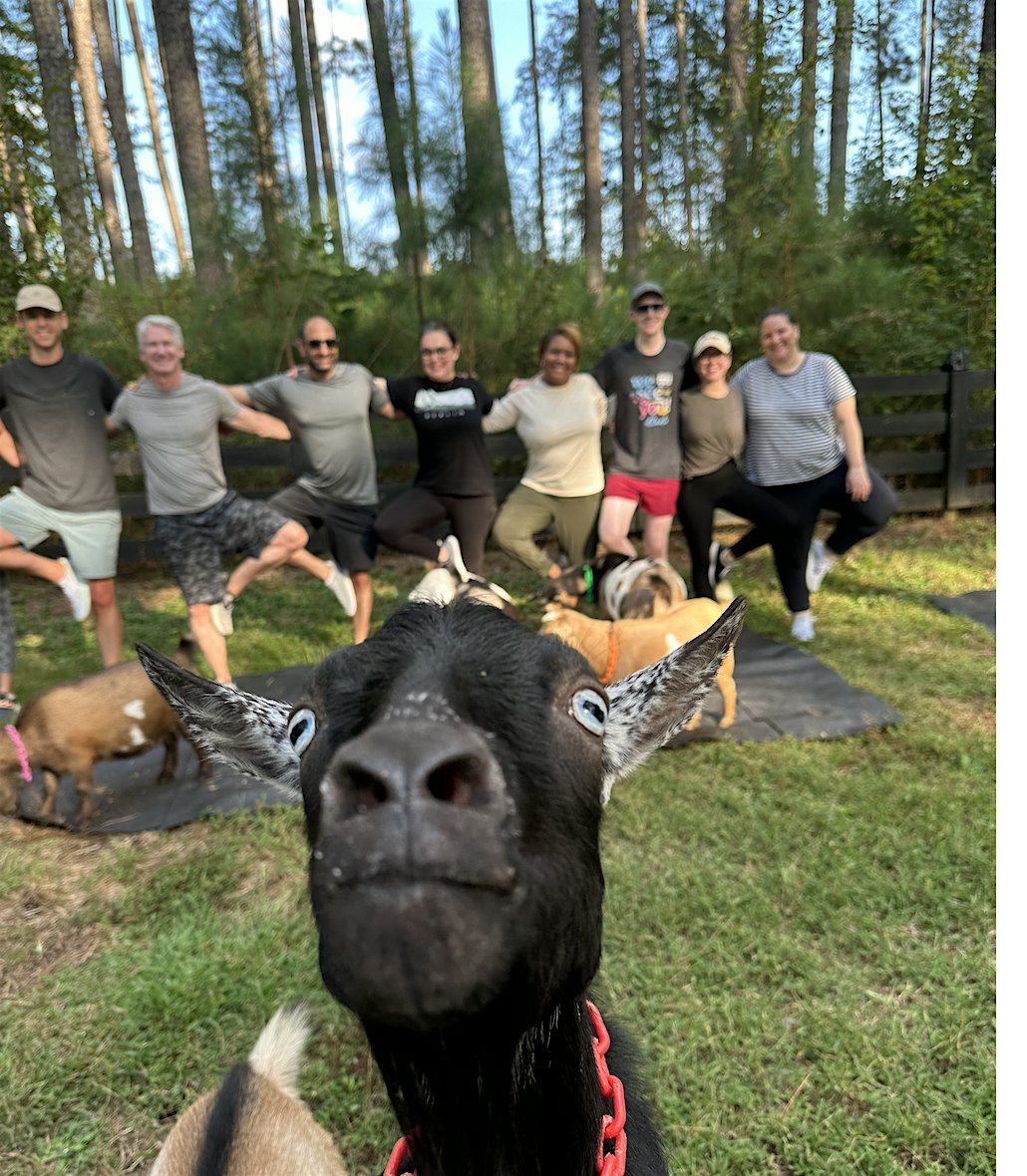 Serenbe Goat Yoga! | Event in Palmetto | AllEvents