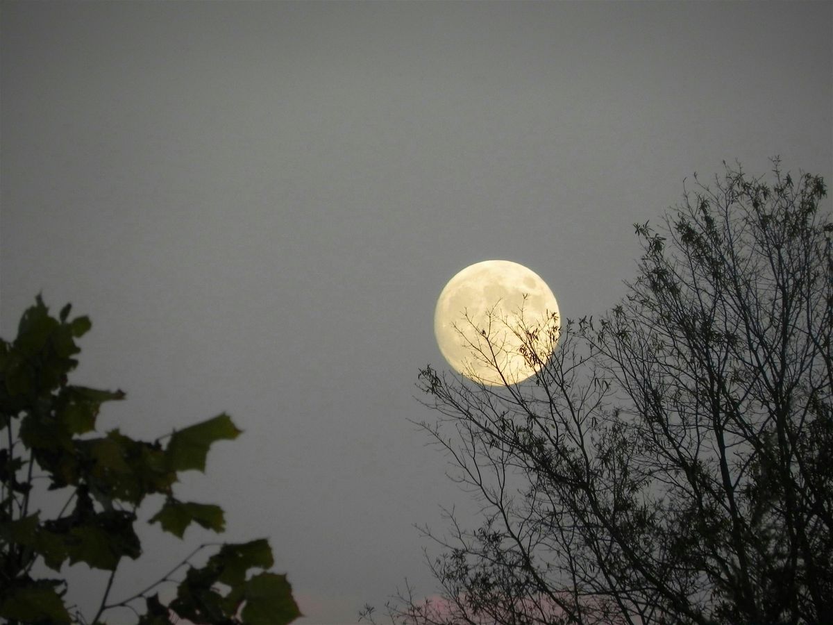 Naturalist Walk: Bats & Bugs, 6 August | Event in Broad Run | AllEvents