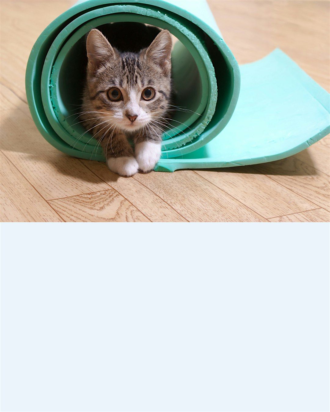 Kitty Yoga, 18 May | Event in Newark | AllEvents