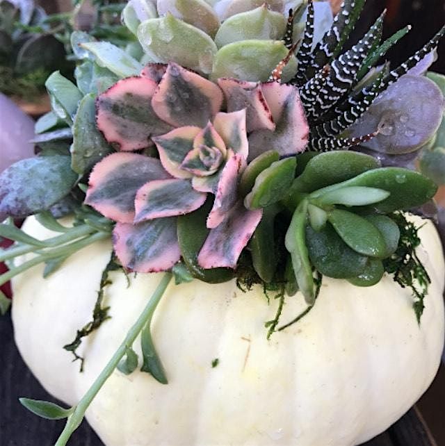 Succulent Pumpkin Workshop Sept 11 6pm, 11 September | Event in Clovis | AllEvents