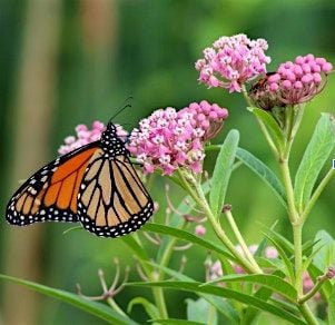 Pollinator Gardens Monitoring and TLC, 23 August | Event in Staten Island | AllEvents