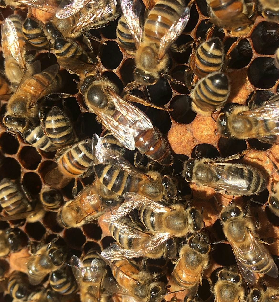 Beginning Beekeeping: The Basics and Focus on Urban Beekeeping, 19 July | Event in San Francisco | AllEvents