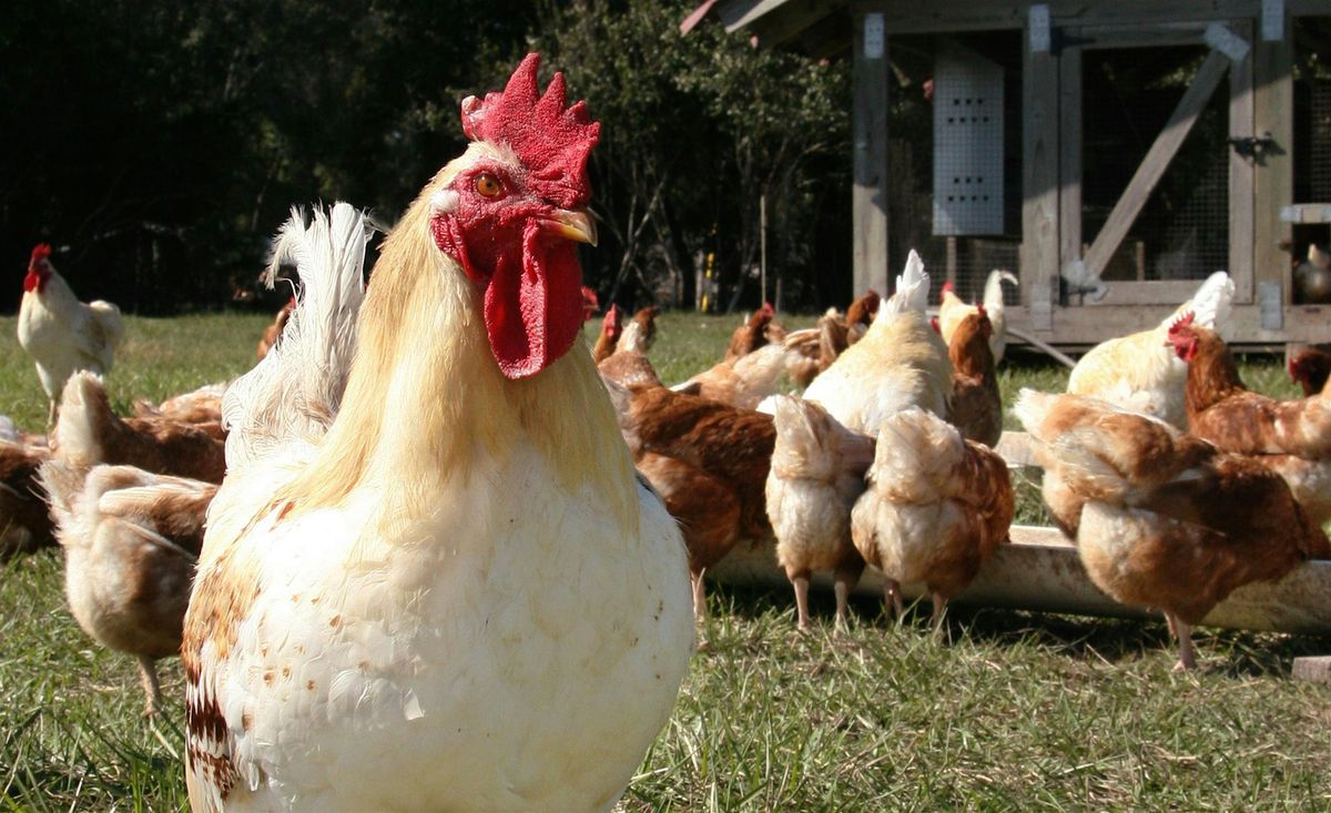 Summer Basic Backyard Chicken Workshop, 7 August | Event in Bartow | AllEvents