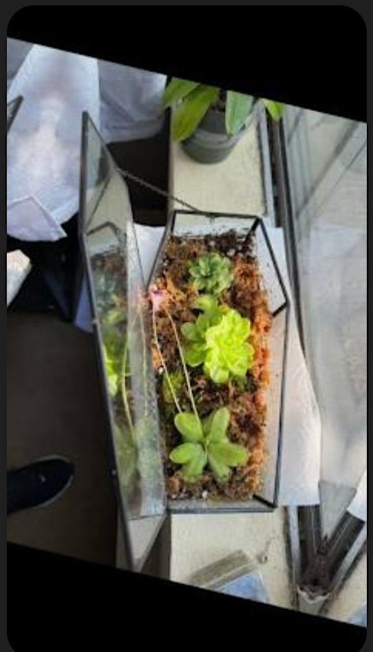 Carnivorous Coffin Terrarium Workshop, 12 September | Event in Easton | AllEvents