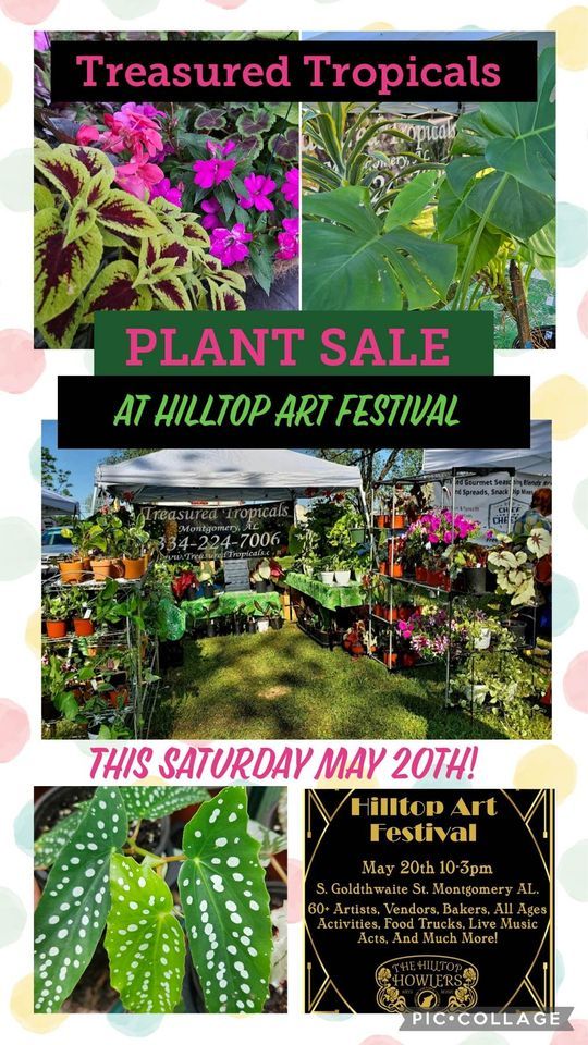 Treasured Tropicals Plant Sale at Hilltop Art Festival, S Goldthwaite
