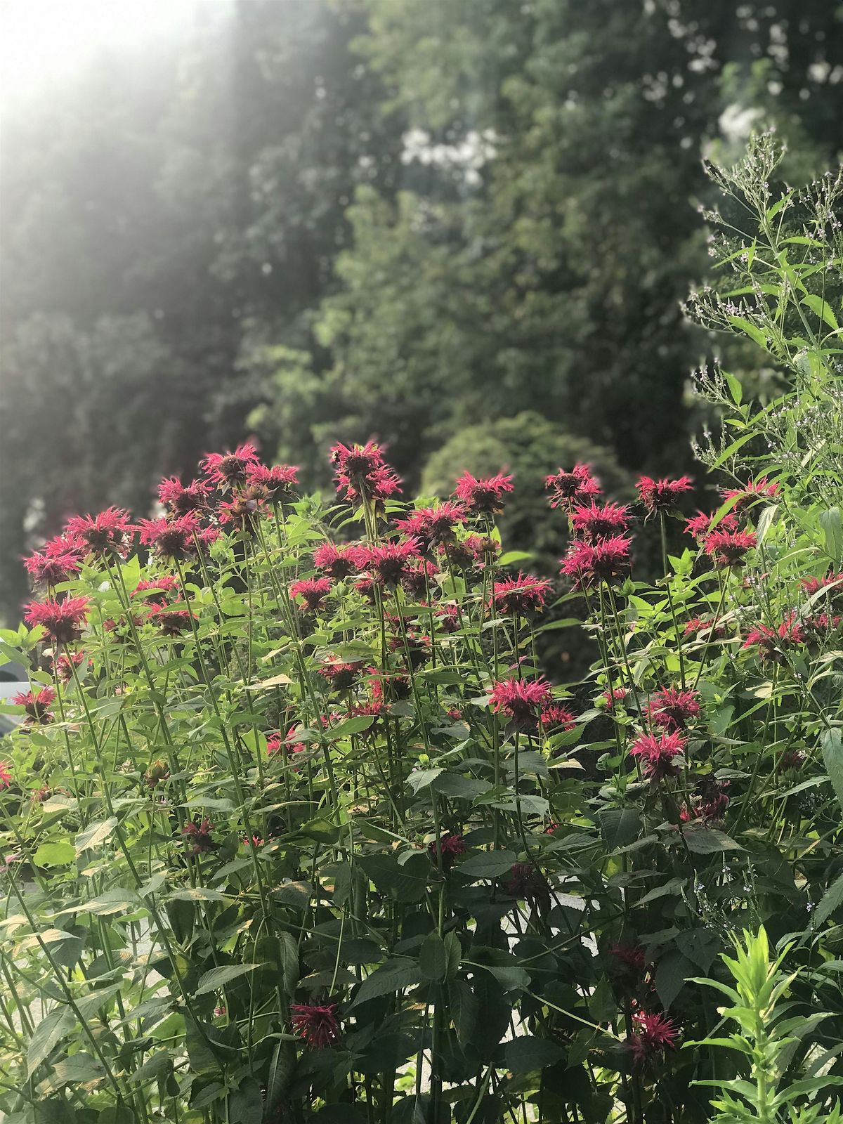 Pollinator Gardens as Lawn Alternative Workshop, 8 May | Event in Worcester | AllEvents