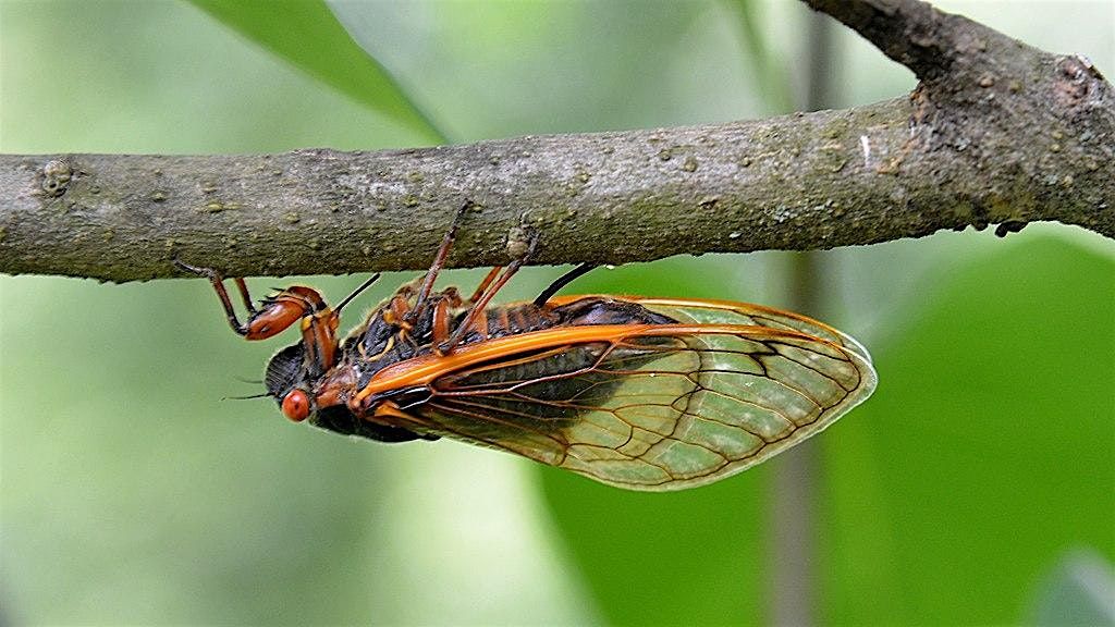 Bugging Out:  the Periodical Cicadas of North Georgia, 27 October | Event in Dahlonega | AllEvents