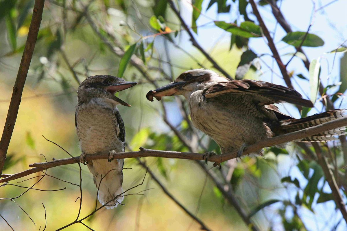 Guided walk, Lucas Heights Conservation Area - Seniors Festival, 5 March | Event in Lucas Heights | AllEvents