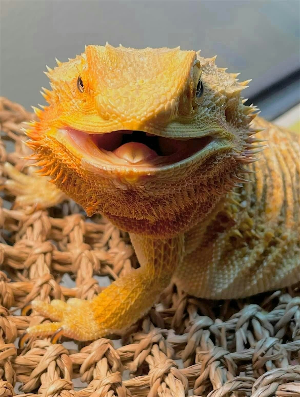 Responsible Pet Ownership: Lizards & Geckos, 9 November | Event in Cincinnati | AllEvents