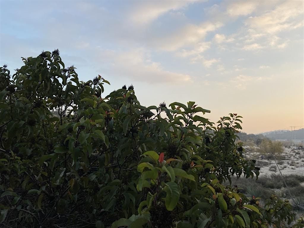 Mindful Wildlife Walk & Talk: Seeds, 16 May | Event in Altadena | AllEvents