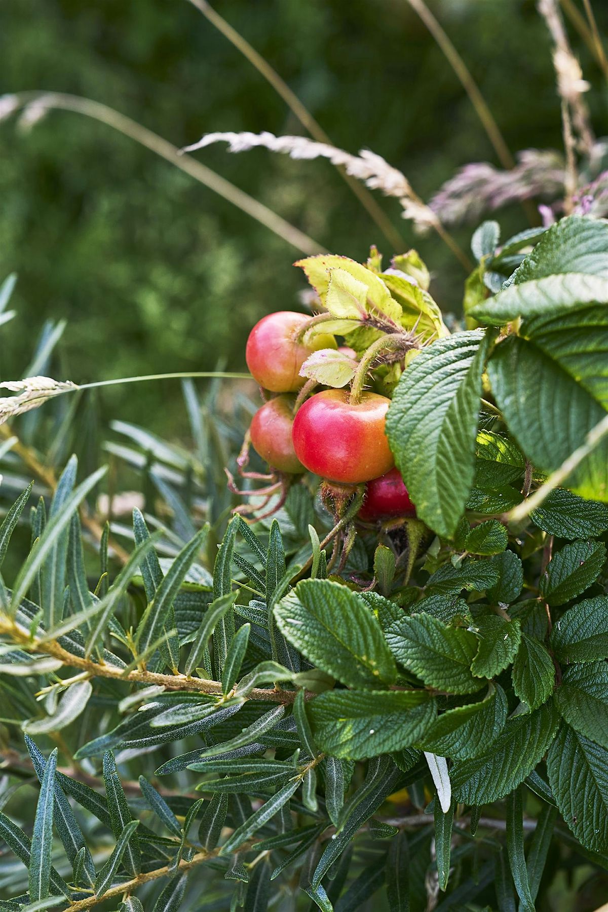 Introduction to Food Forests, 25 April | Event in Woolfardisworthy | AllEvents