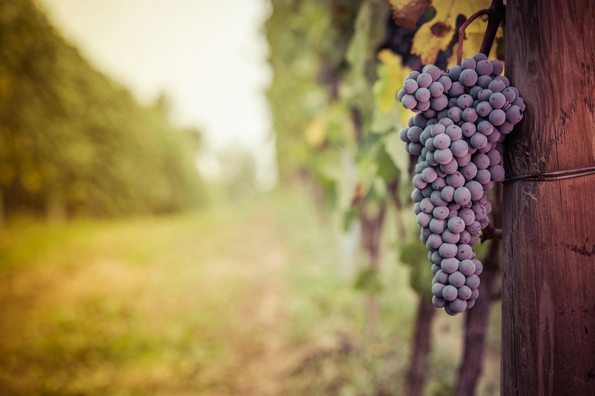 Vineyard + Leadership Conversations: An Online Gathering | Online Event | AllEvents