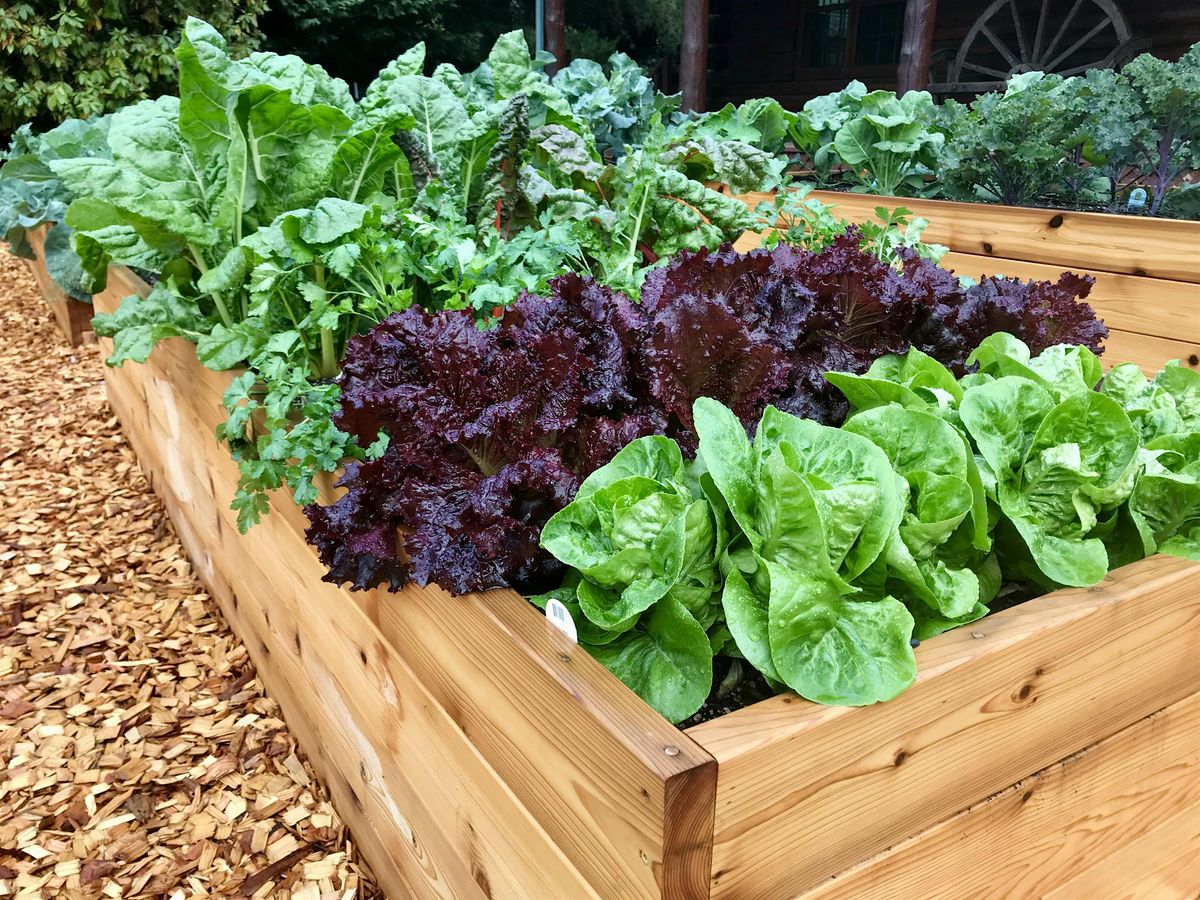 FREE: Planting Greens for a Fall Harvest in your Vegetable Garden, 6 September | Event in Portland | AllEvents