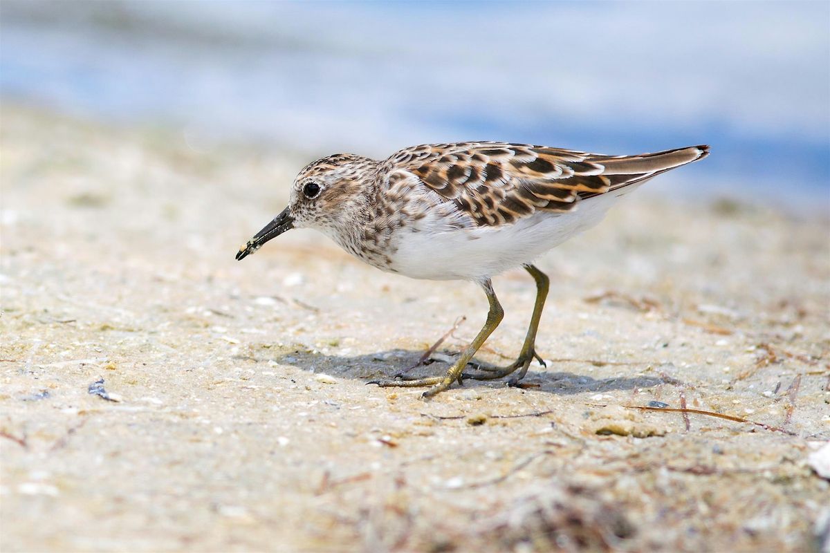 Shorebird Walk at Winthrop Shores, 24 August | Event in Winthrop | AllEvents