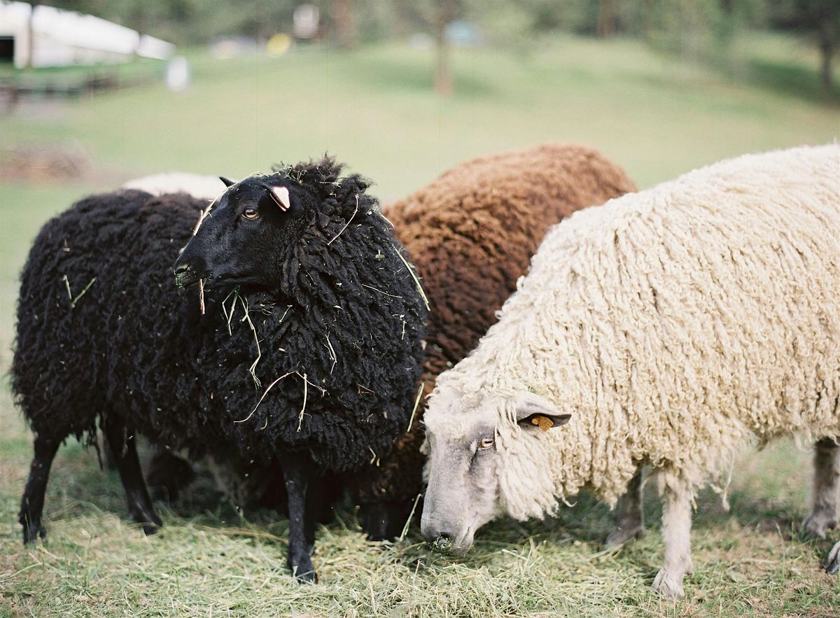 Fleece 101: A Sheep for Every Purpose (Free), 20 September | Event in Spokane | AllEvents