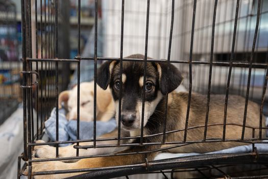 Adoption Event Petsmart Fredericksburg August 28 2021 Allevents In Petsmart Events July 2022 22312