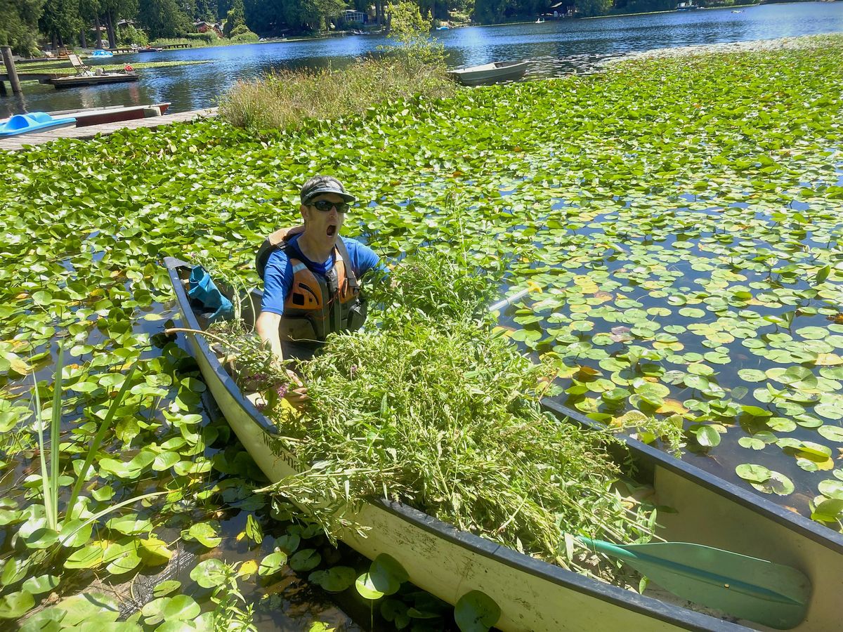 Water Weeds 101: Hands-On Workshop for Identifying Aquatic Plants, 25 June | Event in Seattle | AllEvents