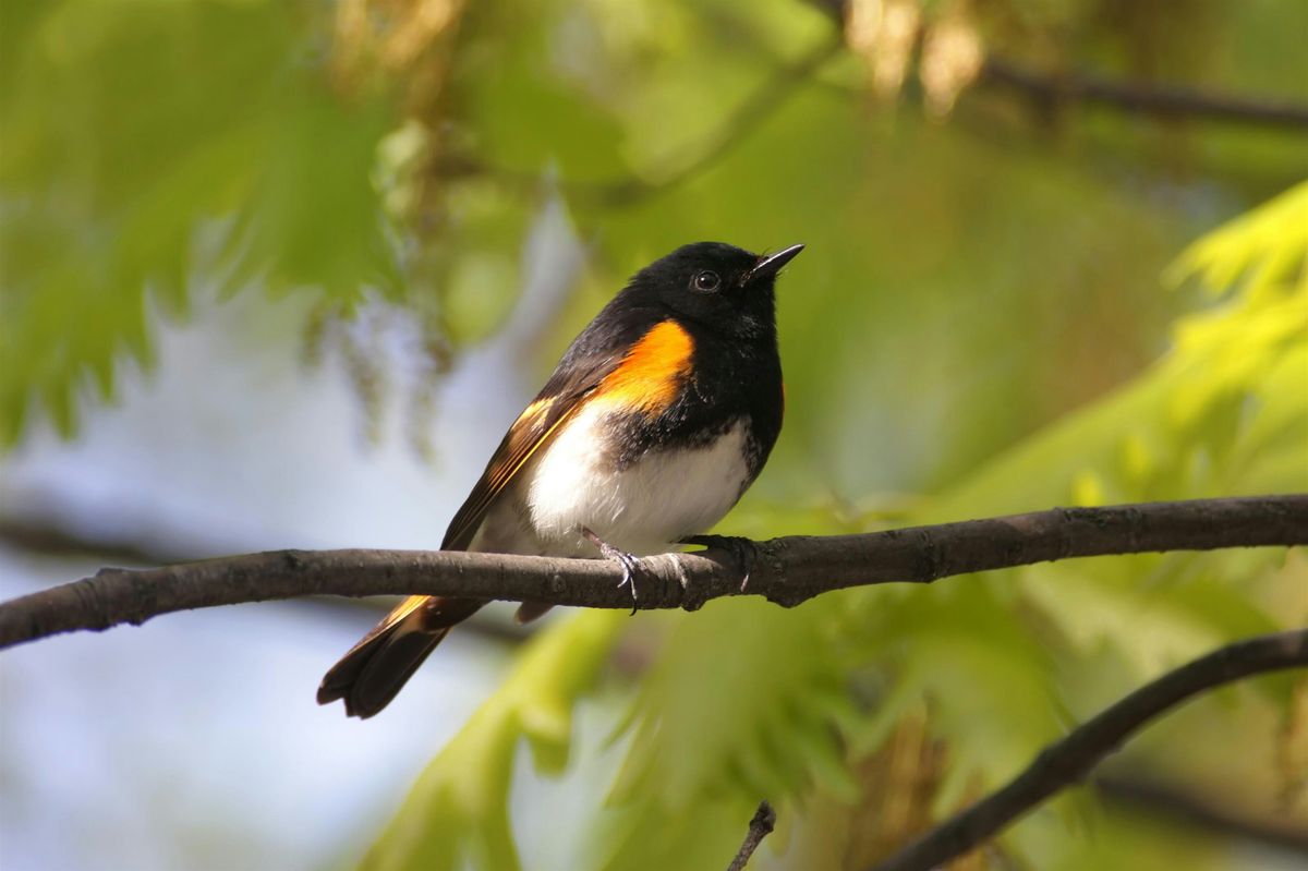 Sherrin Woods: A Survey Walk With the Brookline Bird Club, 7 June | Event in Boston | AllEvents