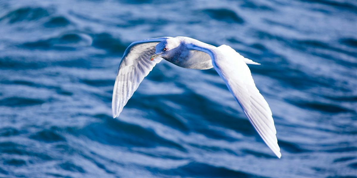 Gullivanting on Goat Island, 22 November | Event in Niagara Falls | AllEvents