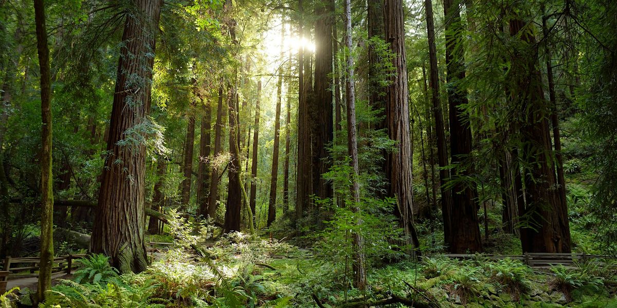 Forest Immersion, 25 October | Event in Cincinnati | AllEvents