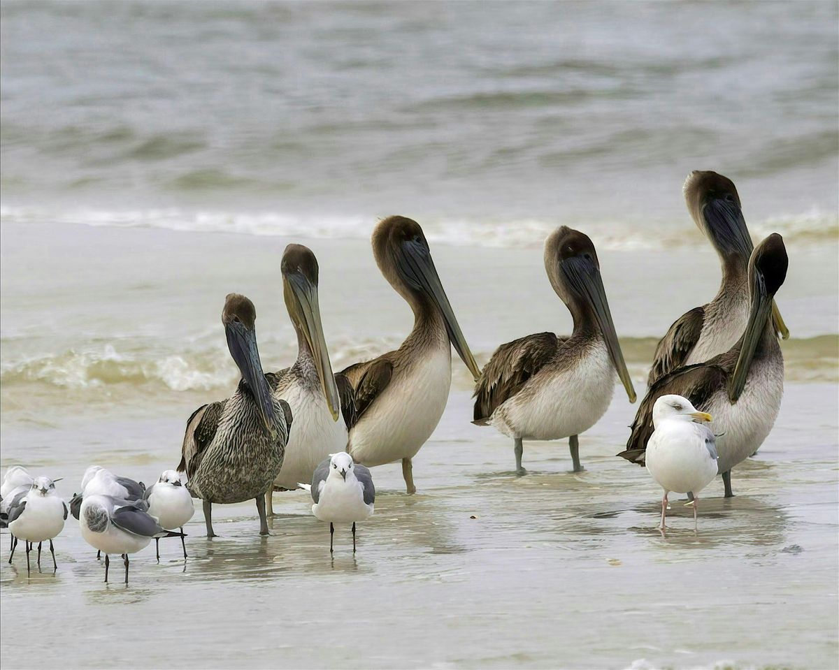 Thursday Morning at the Matanzas Inlet with Peggy Cook, 9 October | Event in St. Augustine | AllEvents