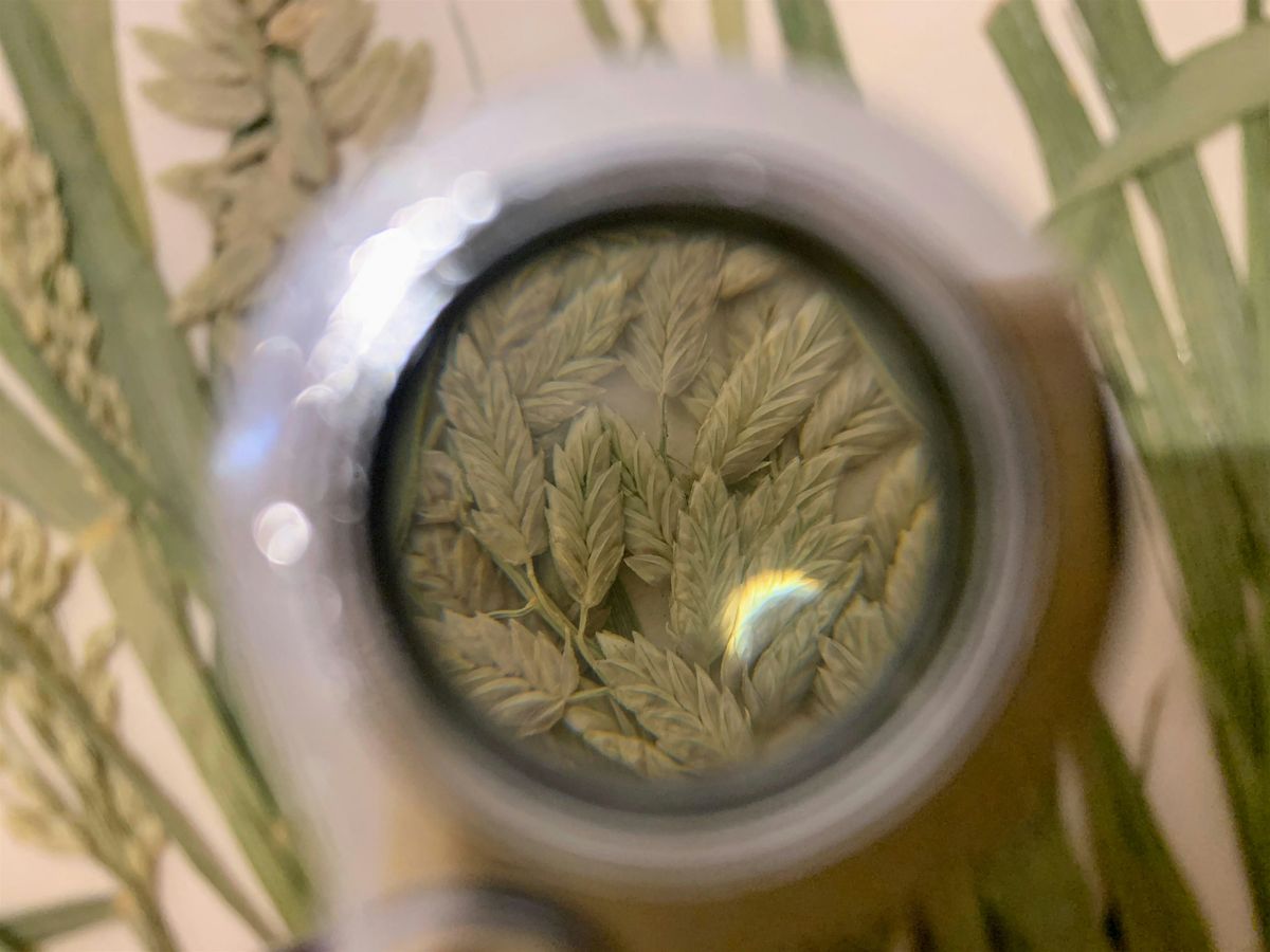 Grass Workshop: Exploring Grass Anatomy and Identification, 25 September | Event in Prescott | AllEvents