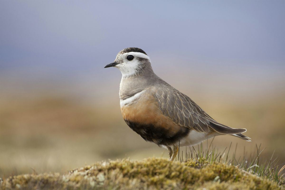 A talk on the BTO in Scotland: linking birds, science and people, 22 October | Event in Glasgow | AllEvents