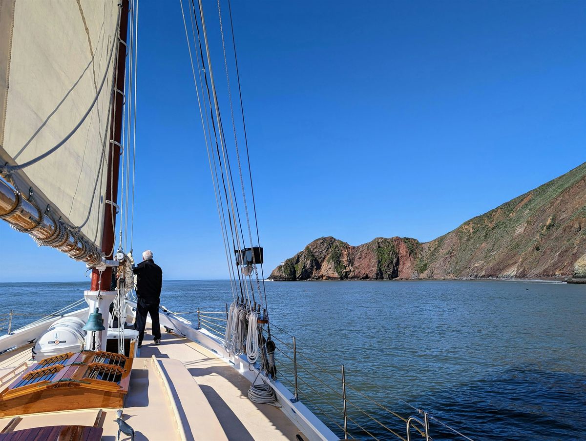 Father's Day 2025 - Marine Wildlife Sail under the Golden Gate Bridge, 15 June | Event in Sausalito | AllEvents