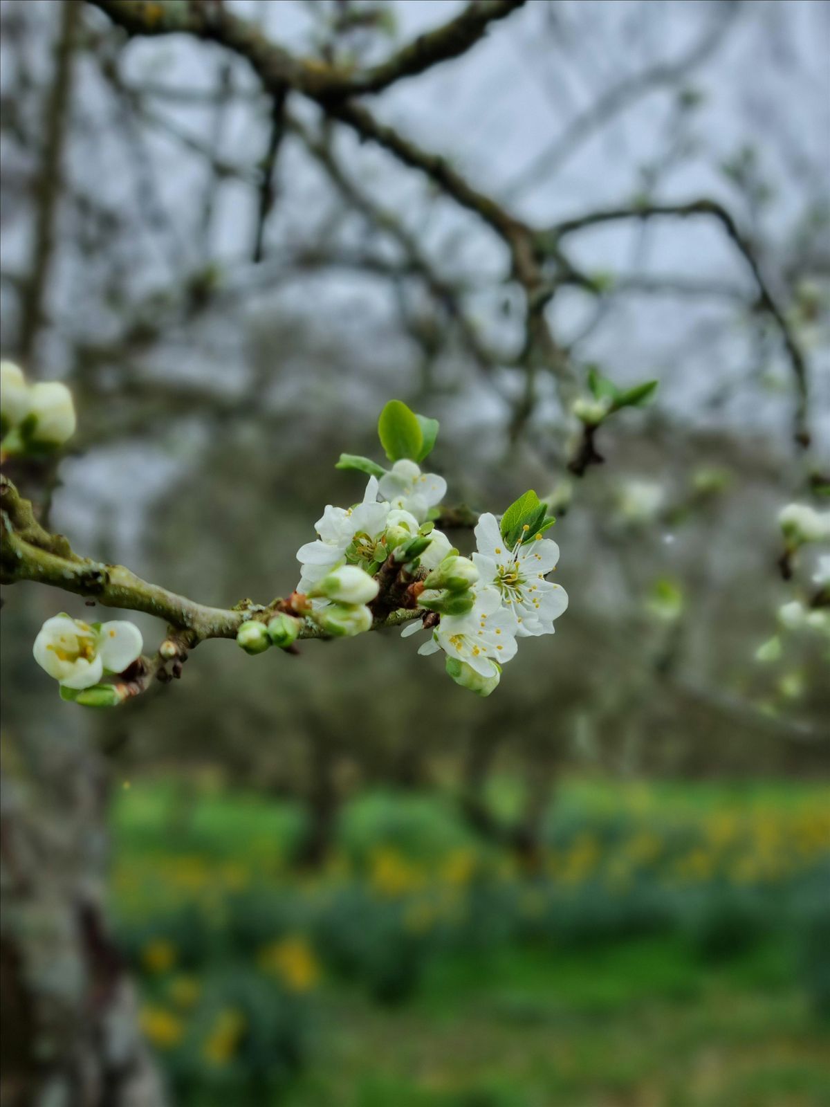 Meditation workshop 5 weeks-some concessions available | Event in Rowde | AllEvents