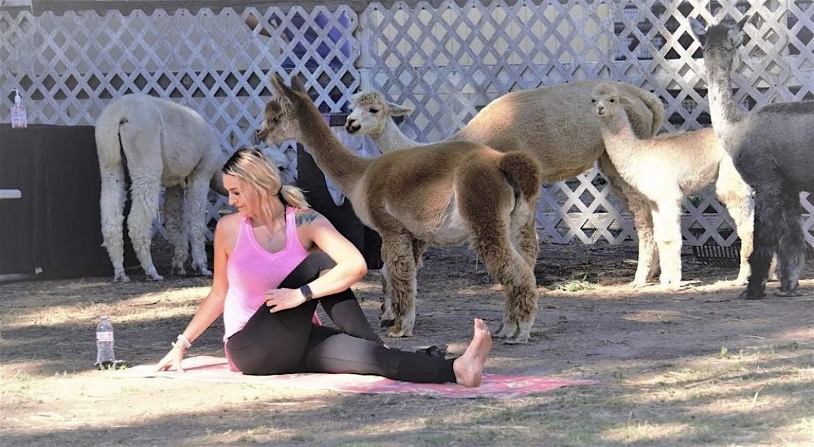 Alpaca Yoga Sip & Stretch, 21 June | Event in Turlock | AllEvents