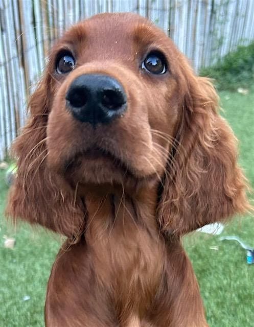 Competent Canines Puppy Socialisation & Training Course, 7 June | Event in Oldland Common | AllEvents