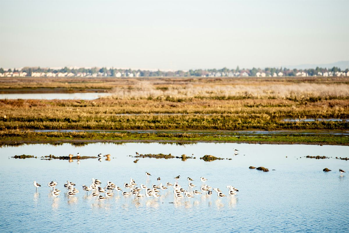 Bair Island Walking Tour, 23 August | Event in Redwood City | AllEvents