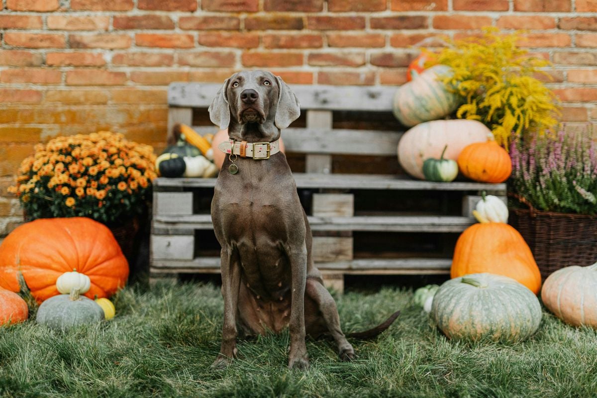 The Dog Market: Barktoberfest, 4 October | Event in Paramus | AllEvents