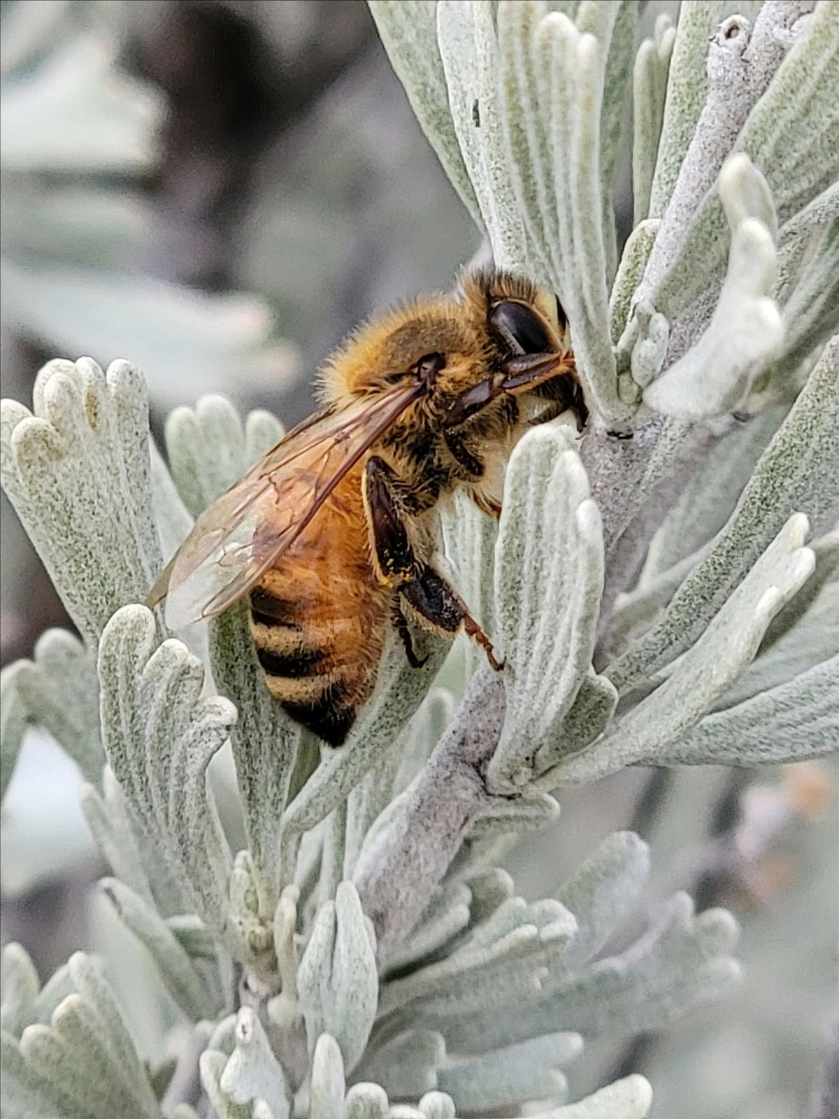 Pollinator Walk with Washington Bee Atlas, 22 June | Event in Cowiche | AllEvents