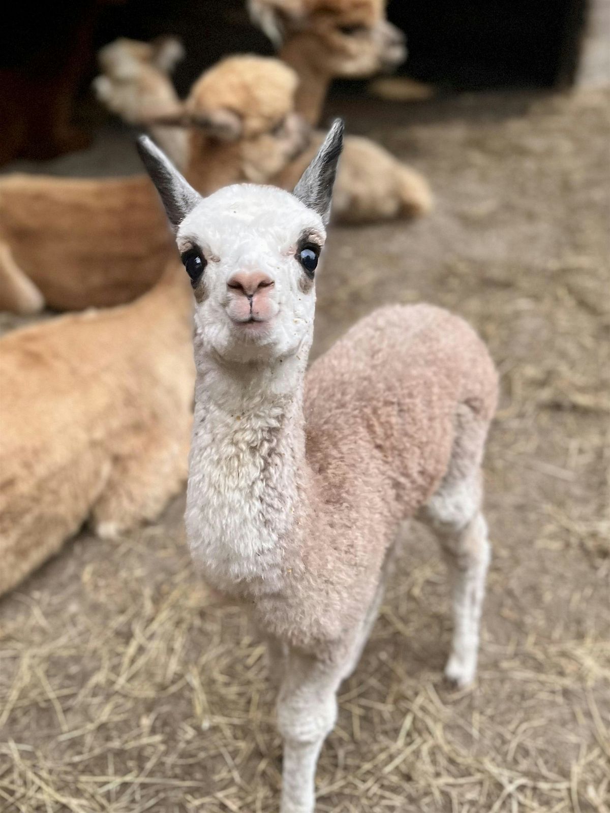 Alpaca Visit: Feeding & More | Event in Evesham Township | AllEvents