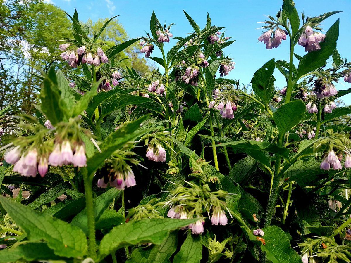 Plant Sale and Farm Store Open House at Sacred Roots Herbal Sanctuary, 22 June | Event in Shepherdstown | AllEvents