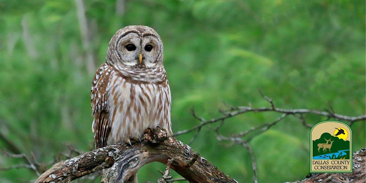 Big Owls Hoot, Little Owls Toot, 4 August | Event in Perry | AllEvents