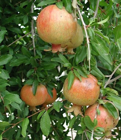 Medicinal Plants, a tour of the University of Arizona Campus Arboretum., 19 April | Event in Tucson | AllEvents