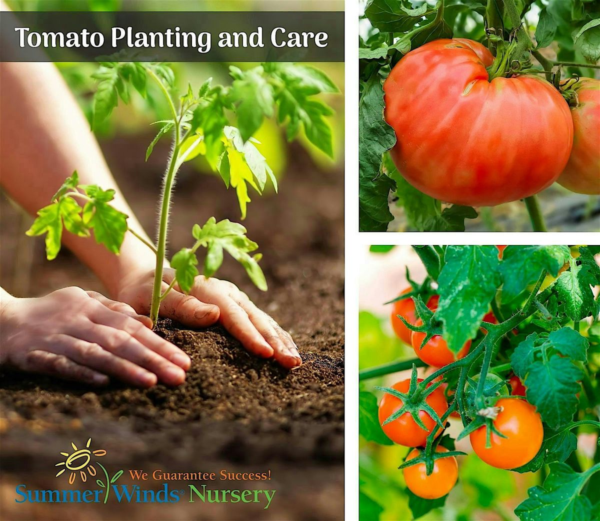 Tomato Planting and Care  - Palo Alto | Event in Palo Alto | AllEvents
