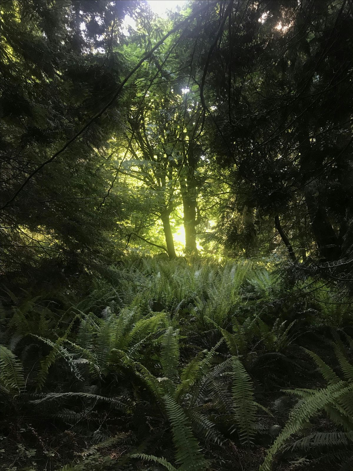Community Hike: ACFL Traverse, 26 June | Event in Anacortes | AllEvents