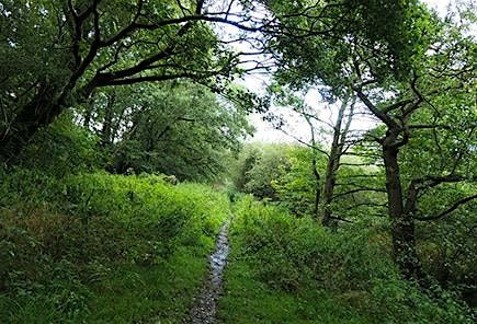 Dawn Chorus Walk on Danes Moss North | Event in Macclesfield | AllEvents