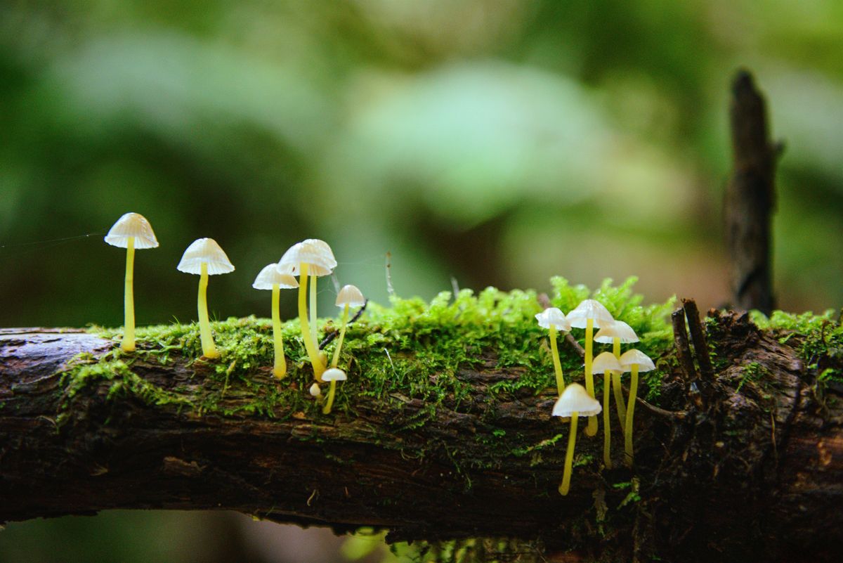 Get Your Fungi On - Shitake Mushroom Class, 18 October | Event in Greenville | AllEvents