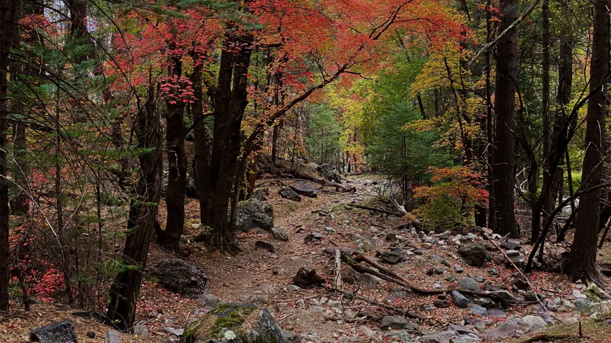 Autumn in the Miller | Event in Phoenix | AllEvents