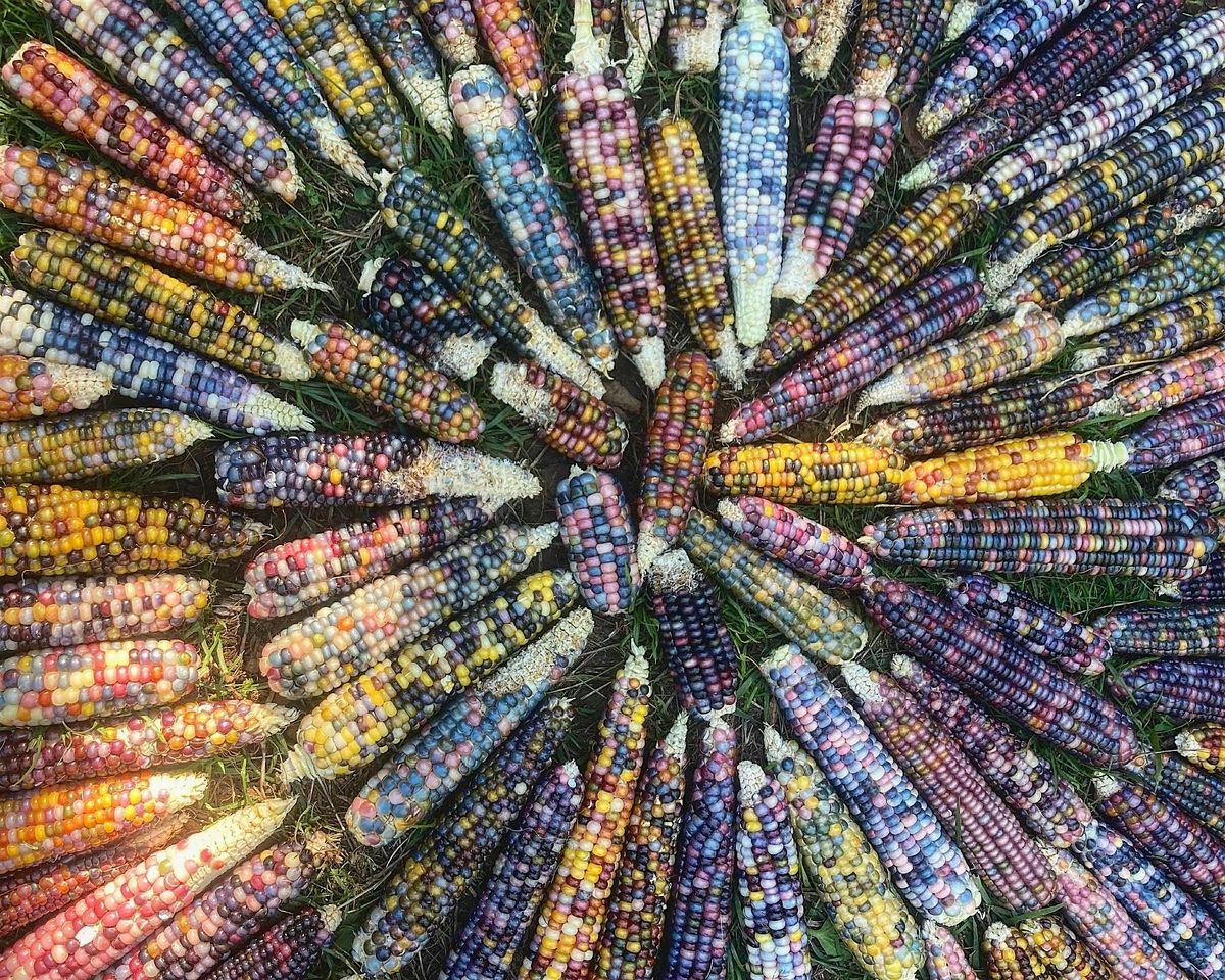 Heritage Seed Sovereignty, Sat. 10-noon, 17 May | Event in Friday Harbor | AllEvents