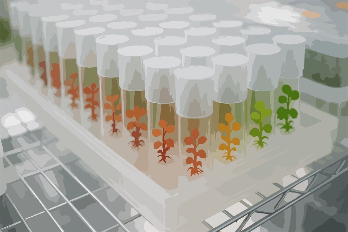 Wet-Lab Plant Genetic Engineering Workshop  (Take-home Kit included!), 9 August | Event in Oakland | AllEvents