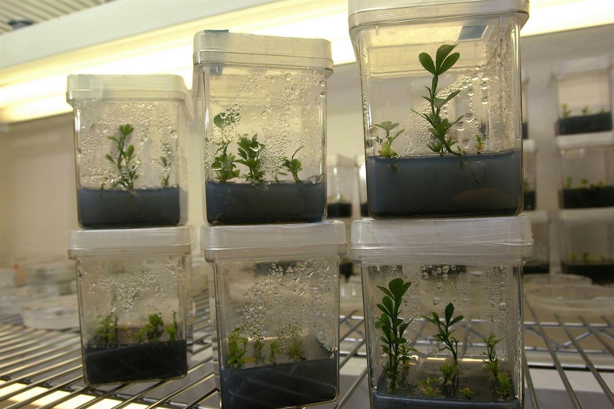 9-6-2025  Building & Caring for Terrariums, 6 September | Event in Land O Lakes | AllEvents