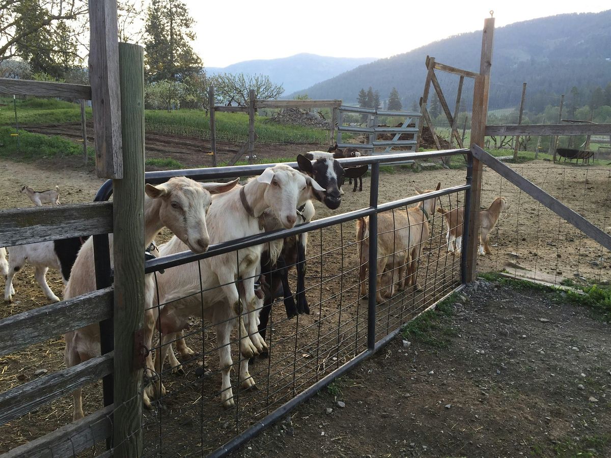 Food As Farmacy - Quillisascut Goat Farm, 20 September | Event in Rice | AllEvents